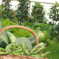 vegetables, basket, kitchen garden